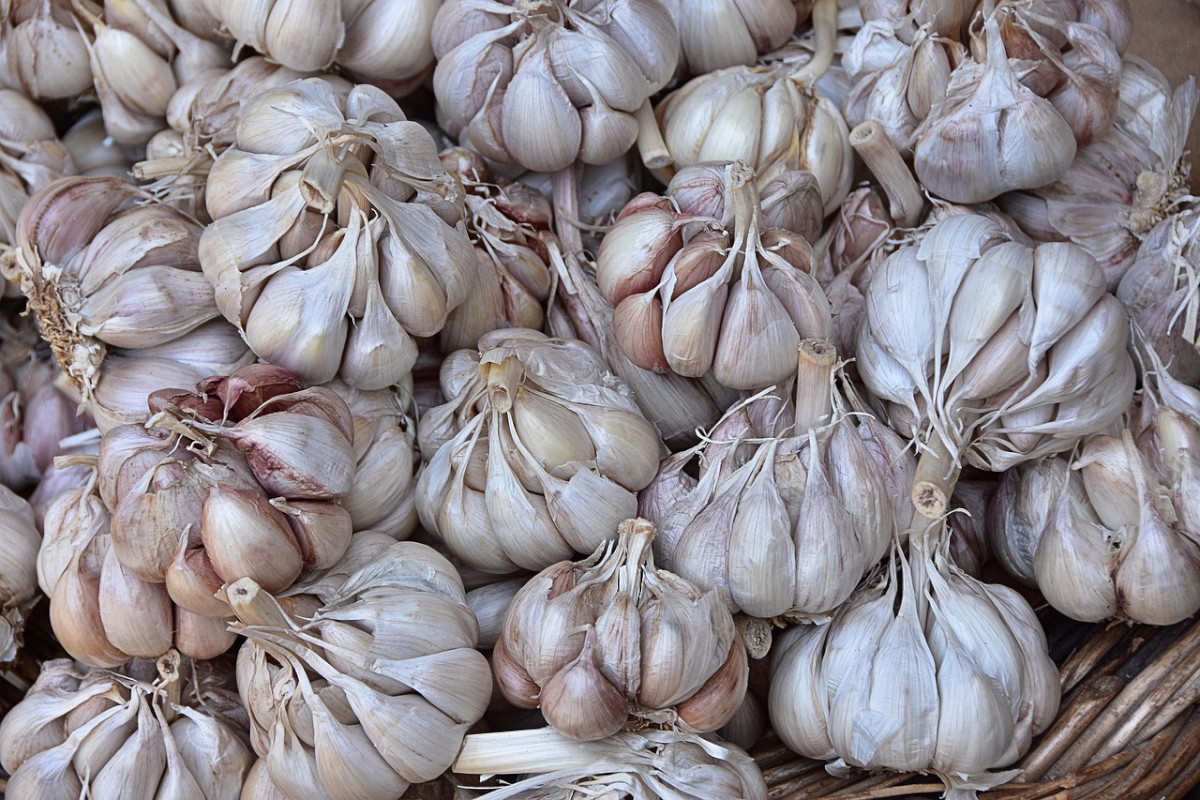 Czosnek