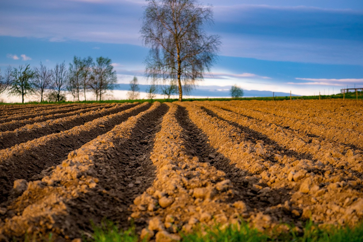 Sadzenie ziemniaków