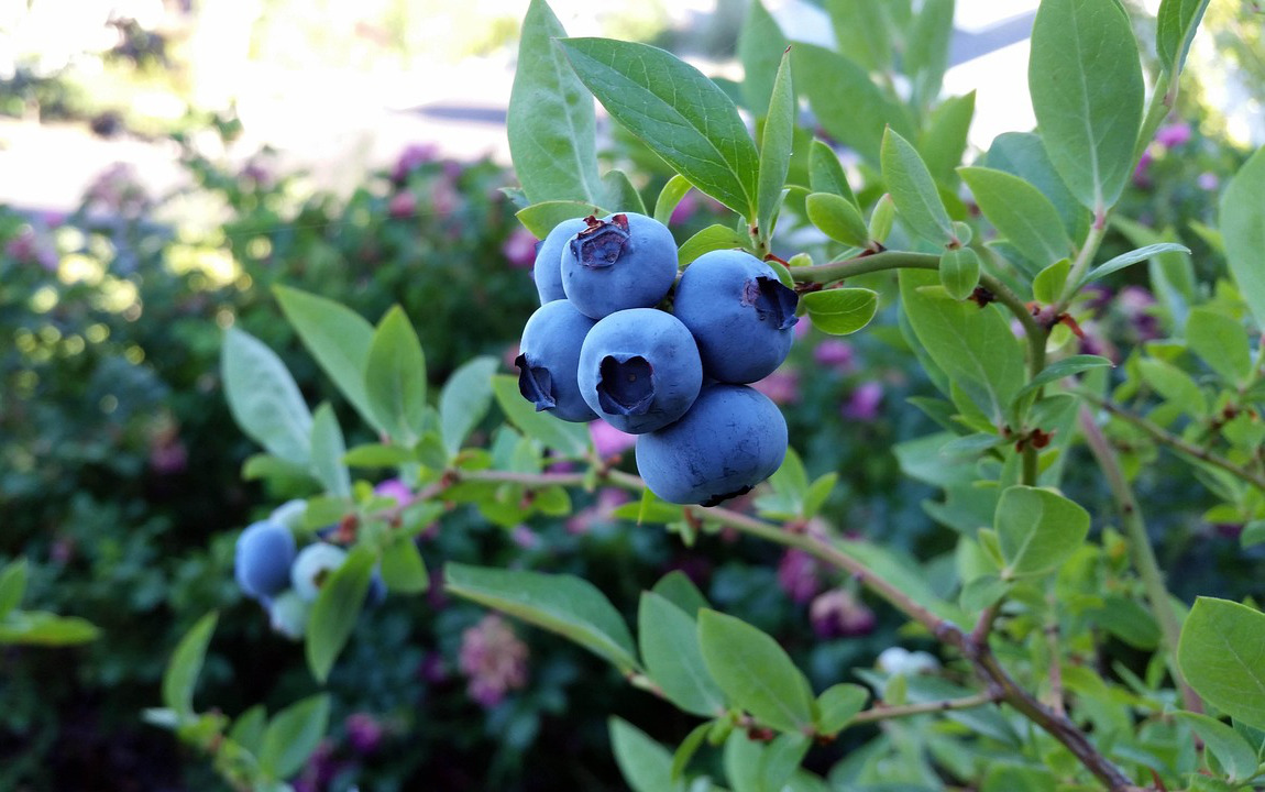 borówka amerykańska