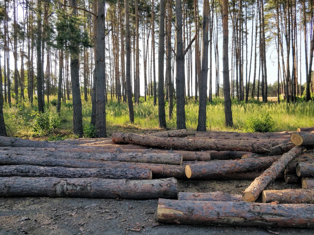 Mulczowanie terenu – jak szybko uporządkować zarośnięte pole lub działkę bez wywozu gałęzi?